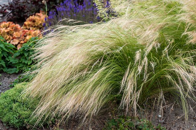 Stipa Pony Tails