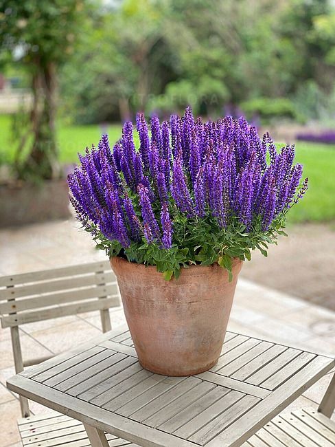 Szałwia Rianne Purple