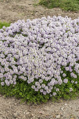 Thymus Macierzanka longicaulis