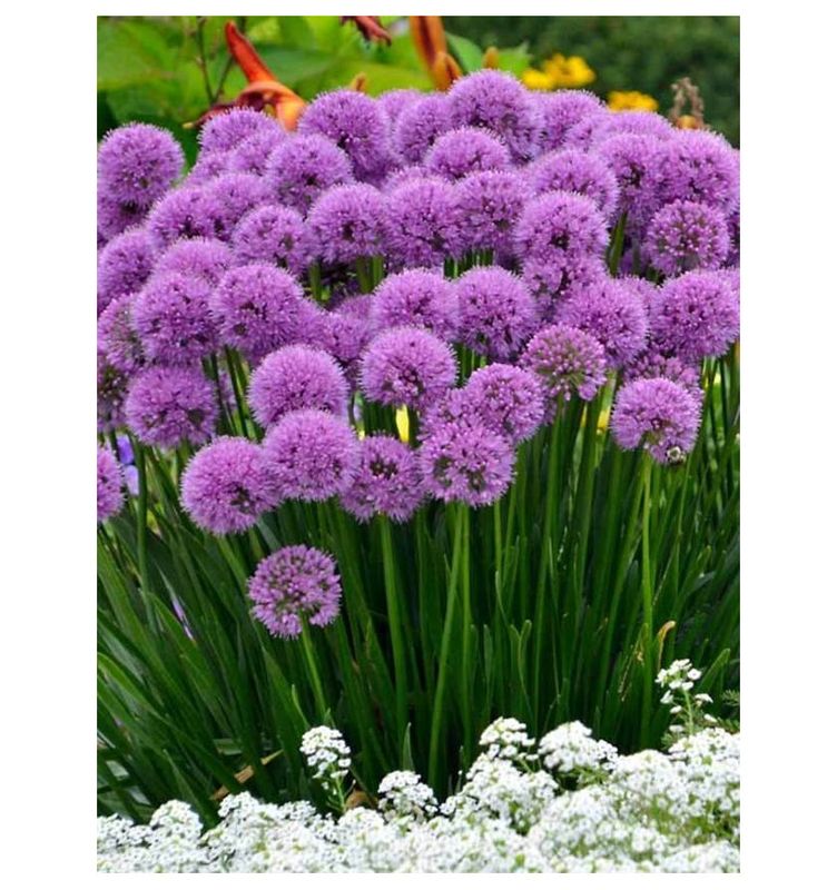 Allium Czosnek Millenium