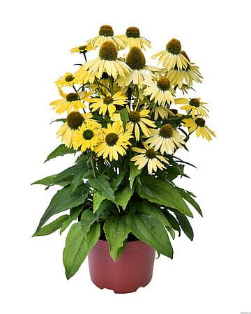 Jeżówka Pearl™ Yellow Imp.