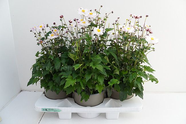 Anemon Garden Breeze Pink Touch