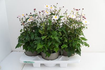 Anemon Garden Breeze Pink Touch