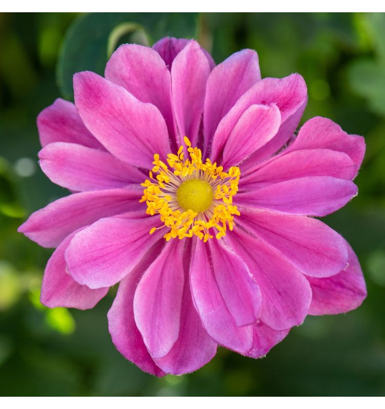 Anemon Little Breeze Sweet