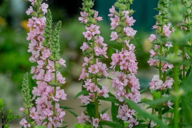 Krwawnica Lythrum Blush