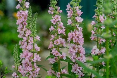 Krwawnica Lythrum Blush