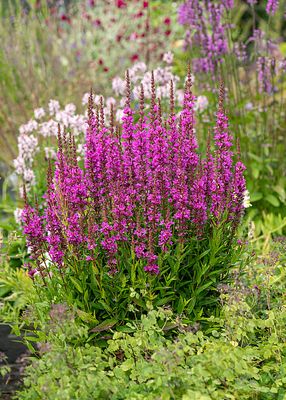 Krwawnica Lythrum Robin
