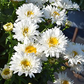 Złocień Leucanthemum Sweet Daisy™ Rebecca
