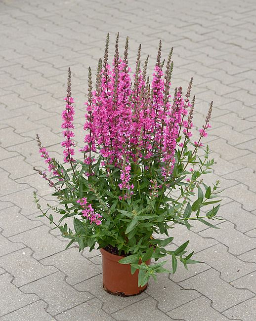 Krwawnica Lythrum Pink Blush