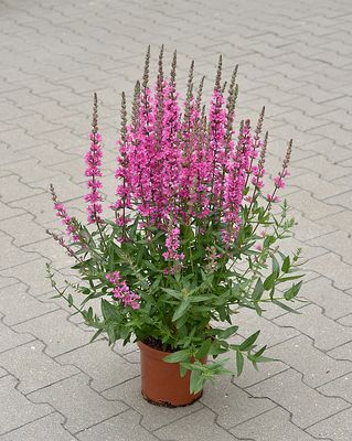 Krwawnica Lythrum Pink Blush