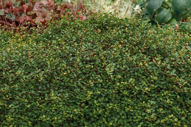 Muehlenbeckia  Nana