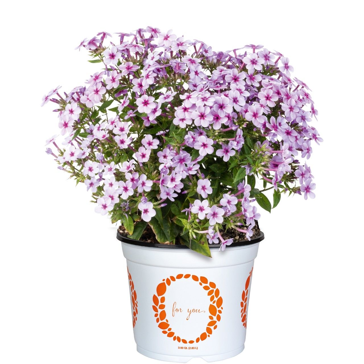 Phlox Early® Lavender Pop
