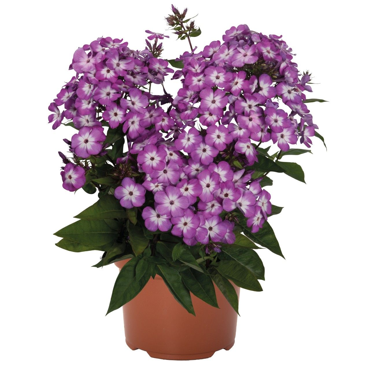 Phlox Flame® Pro Purple