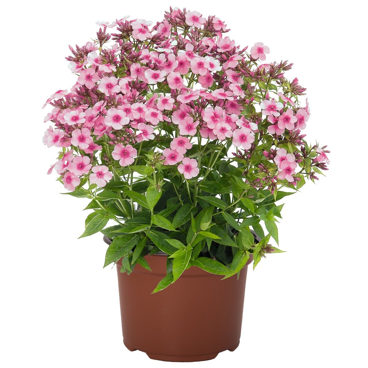 Phlox Early® Pink