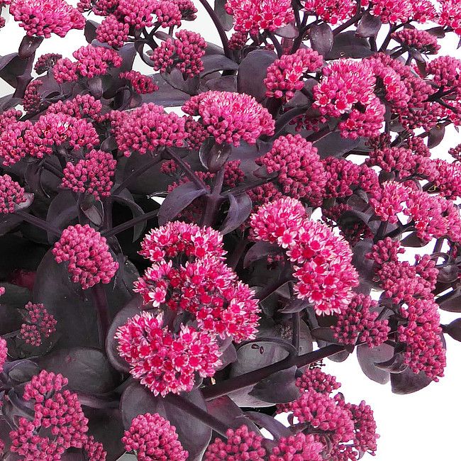 Sedum Rozchodnik Oriental Dancer