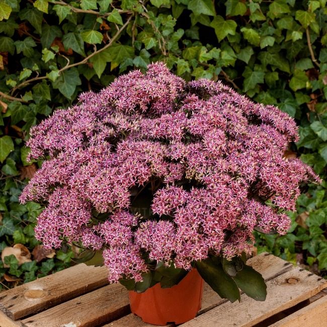 Sedum Rozchodnik Cloud Walker