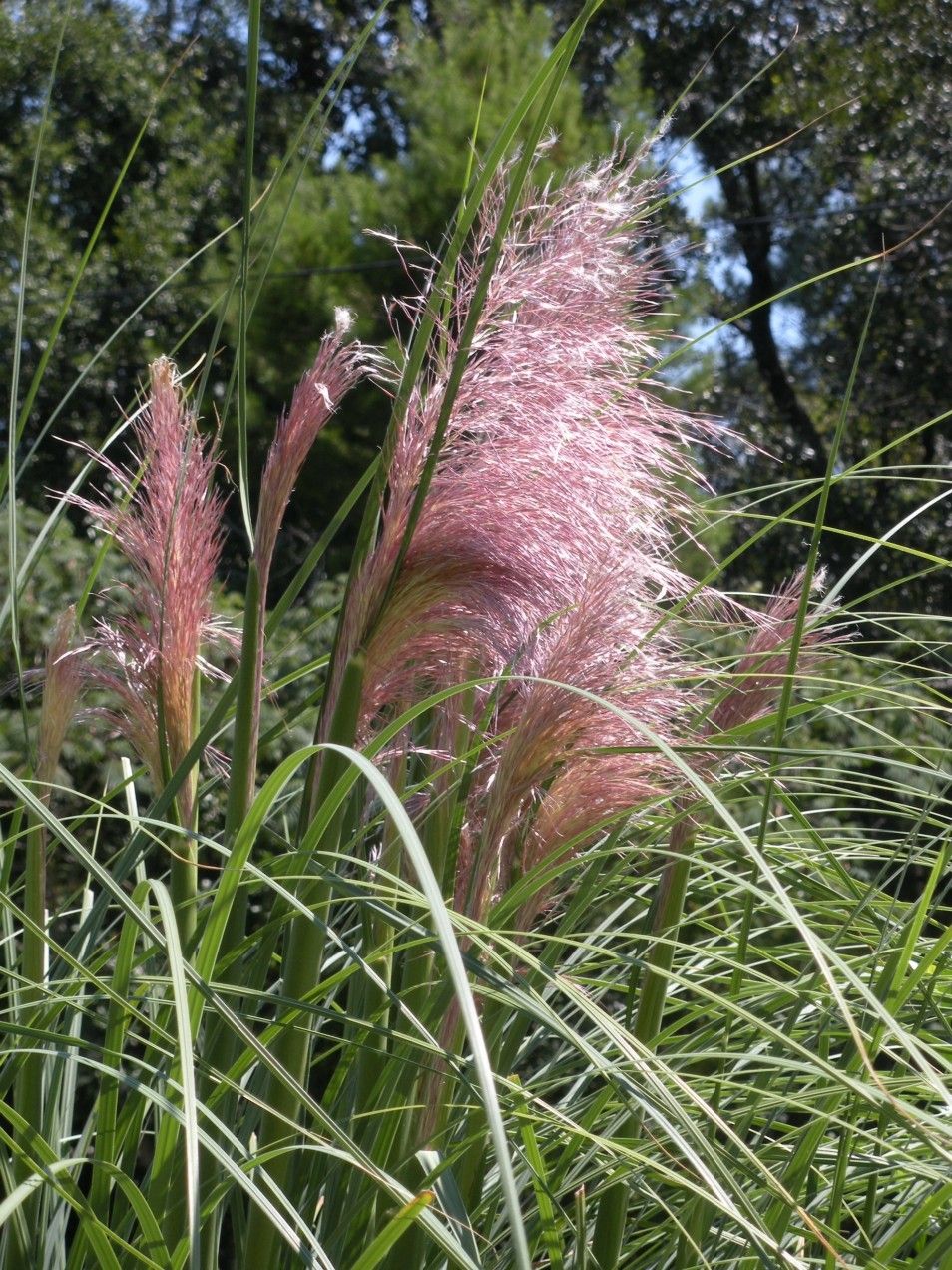Trawa pampasowa Cortaderia Rosea
