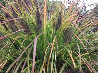 Rozplenica Black Beauty