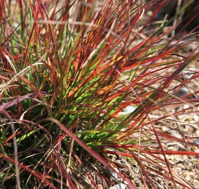 Rozplenica Burgundy Bunny Rozplenica Burgundy Bunny