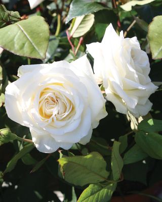 Róża National Parks Claus Dalby odmiana pachnąca