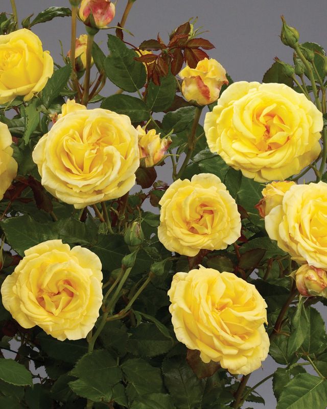 Róża National Parks Ecrins odmiana pachnąca