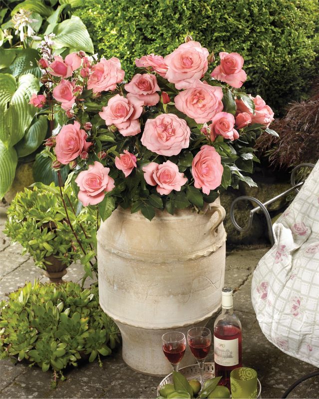 Róża National Parks Elaine Paige odmiana pachnąca