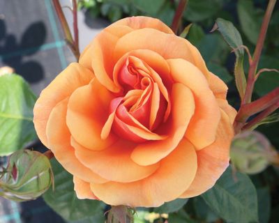 Róża National Parks Luberon odmiana pachnąca