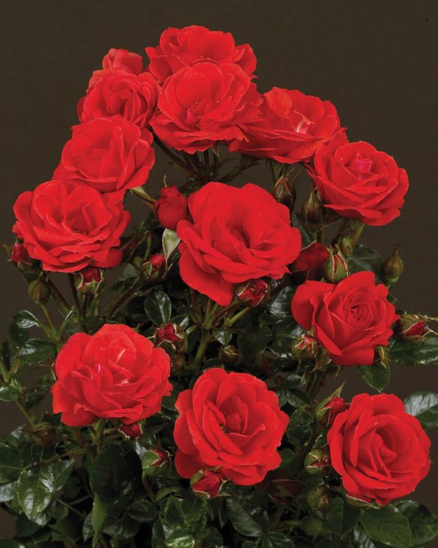 Róża pnąca  Courtyard®  Balbo