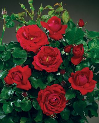 Róża Renaissance® - odmiana pachnąca Capricia