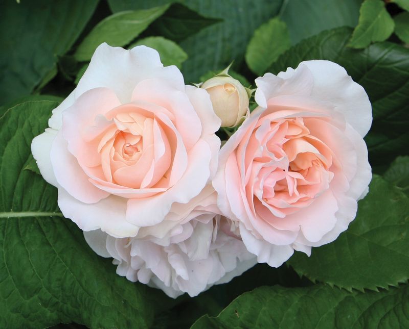 Róża Renaissance® - odmiana pachnąca Clair