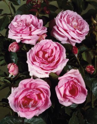 Róża Renaissance® - odmiana pachnąca Ghita