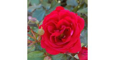 Róża National Parks Grenada odmiana pachnąca