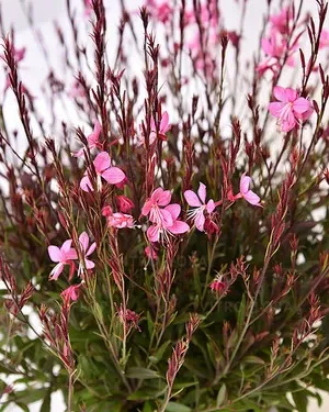 Gaura