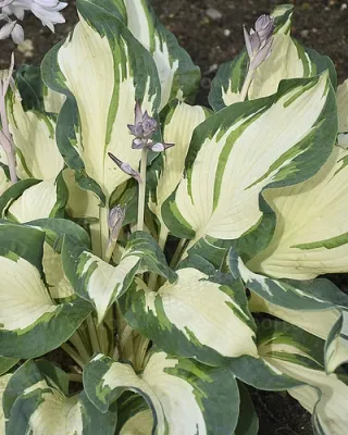 Hosta