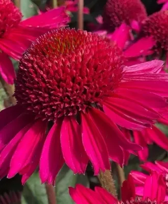 Na stanowisko słoneczne