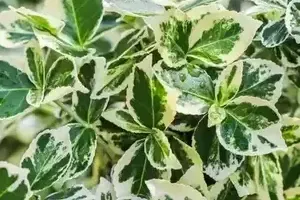 Byliny zimozielone do ogrodu