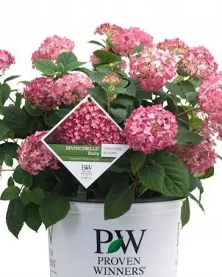 Hortensje krzewiaste