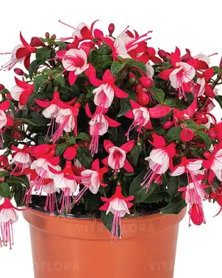 Do cienia i półcienia