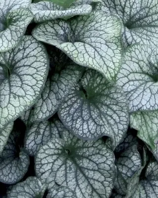 Do cienia i półcienia