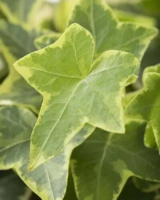 Byliny okrywowe do ogrodu