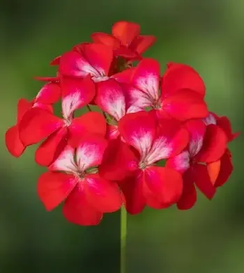 Sadzonki kwiatów rabatowych – według gatunku