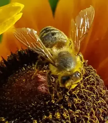 Byliny ogrodowe – według stanowiska