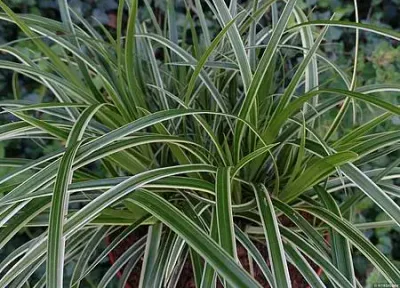 Do cienia i półcienia