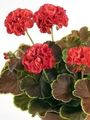 Pelargonia