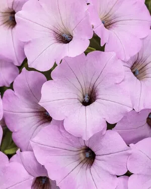 Supertunia Vista – kompletny poradnik uprawy, sadzenia i pielęgnacji