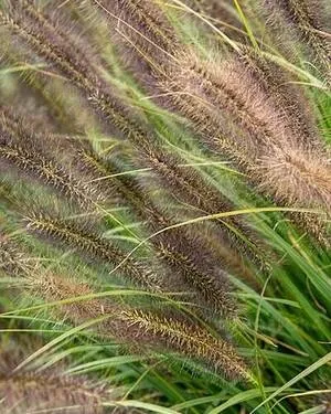 Rozplenica japońska (Pennisetum alopecuroides) , poradnik uprawy