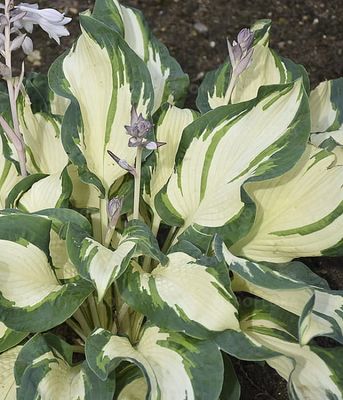 funkia o dużych, dekoracyjnych, pofalowanych liściach w odcieniach zieleni