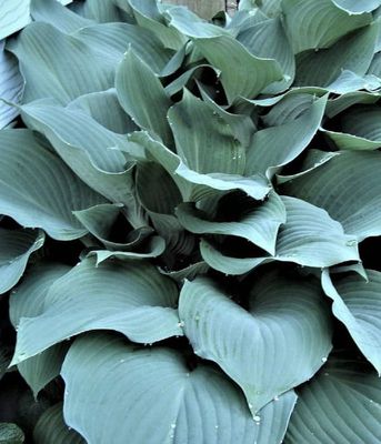 Funkia Blue Angel – Hosta o dużych, niebieskoszarych liściach