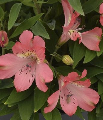 Alstremeria Inca Coral – kompaktowy pokrój i długie kwitnienie