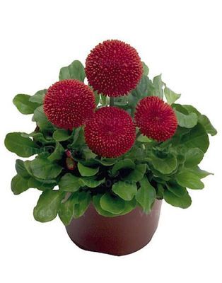 Bellis Stokrotka Tasso Red– intensywnie czerwone, pełne kwiaty